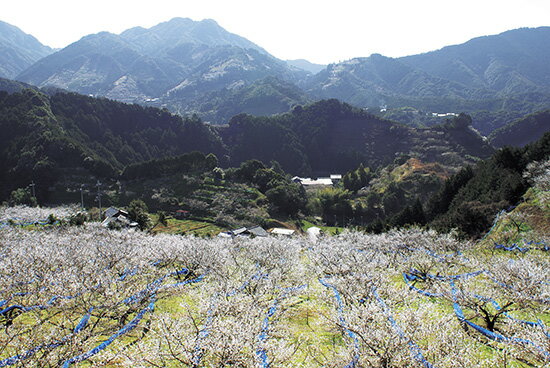 【ふるさと納税】 上芳養ビリケン幻の梅酒＜白＞500ml（アルコール度数11％） （贈答用化粧箱入） / 梅酒 酒 お酒 日本酒 洋酒 梅干し 梅干 紀州南高梅 南高梅 梅 和歌山 田辺 手土産 お土産 御礼 旅行 セット バラエティ 国産 お歳暮 贈答用 化粧箱 サムネイル3