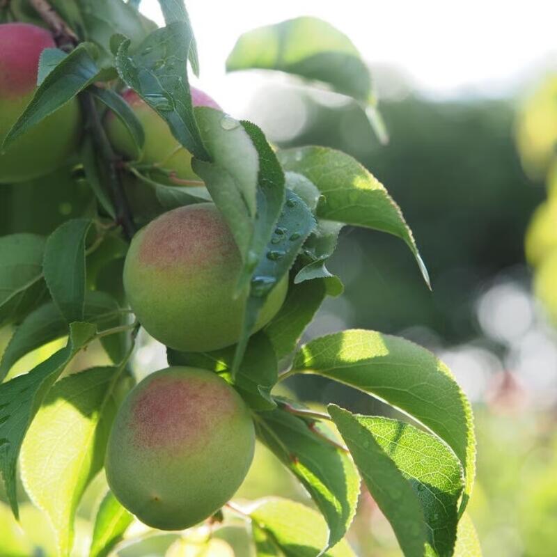 【ふるさと納税】ふわっと香る紀州南高梅　青梅　容量選べる！2kg 3kg 5kg 10kg ※2026年6月中旬～7月上旬頃に順次発送予定【期間限定：2026年6月15日まで】 / 和歌山 田辺市 紀州南高梅 南高梅 梅干し 梅干 梅 うめ 青梅 梅シロップ 梅酒 サムネイル3