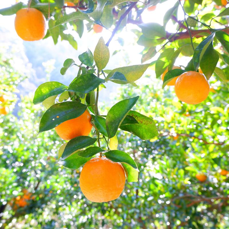 【ふるさと納税】【先行予約】ポンカン 【秀品】 4kg （サイズ混合） 【2026年1月より順次発送】 / みかん ミカン 蜜柑 ポンカン 和歌山 田辺市 紀州 くだもの 柑橘 フルーツ サムネイル2