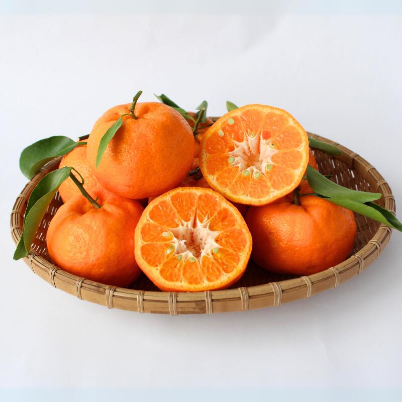 【ふるさと納税】 ＜先行予約＞ポンカン【秀品】5kg ※2026年1月下旬～2月下旬頃に順次発送予定【期間限定・数量限定】 / ぽんかん 柑橘 季節限定 お取り寄せ 産地直送 贈答品 ギフト 果物 フルーツ 田辺市 和歌山県 サムネイル2