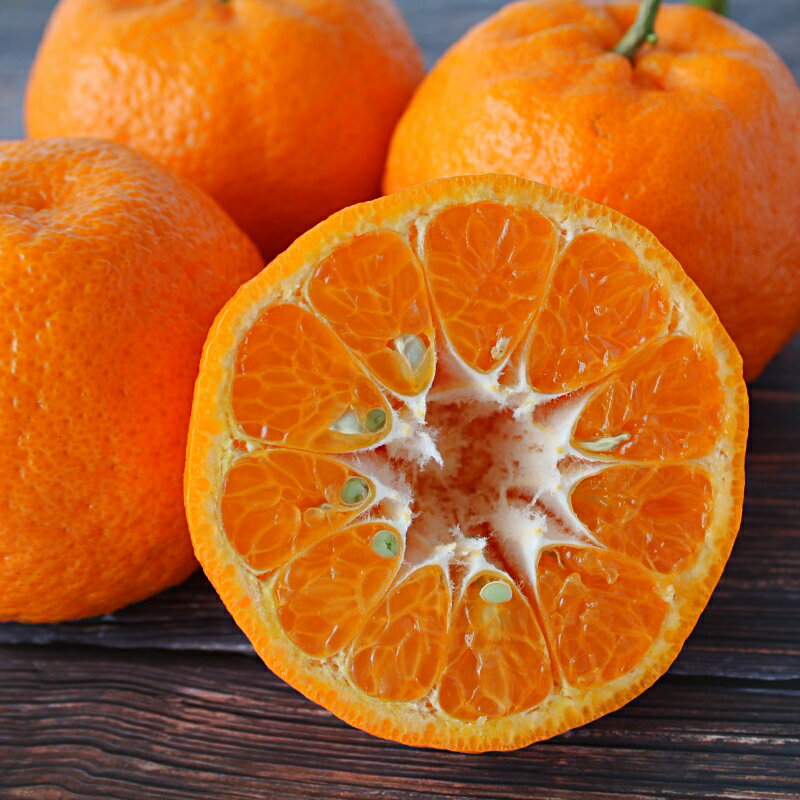 【ふるさと納税】 ＜先行予約＞ポンカン【秀品】5kg ※2026年1月下旬～2月下旬頃に順次発送予定【期間限定・数量限定】 / ぽんかん 柑橘 季節限定 お取り寄せ 産地直送 贈答品 ギフト 果物 フルーツ 田辺市 和歌山県 サムネイル3