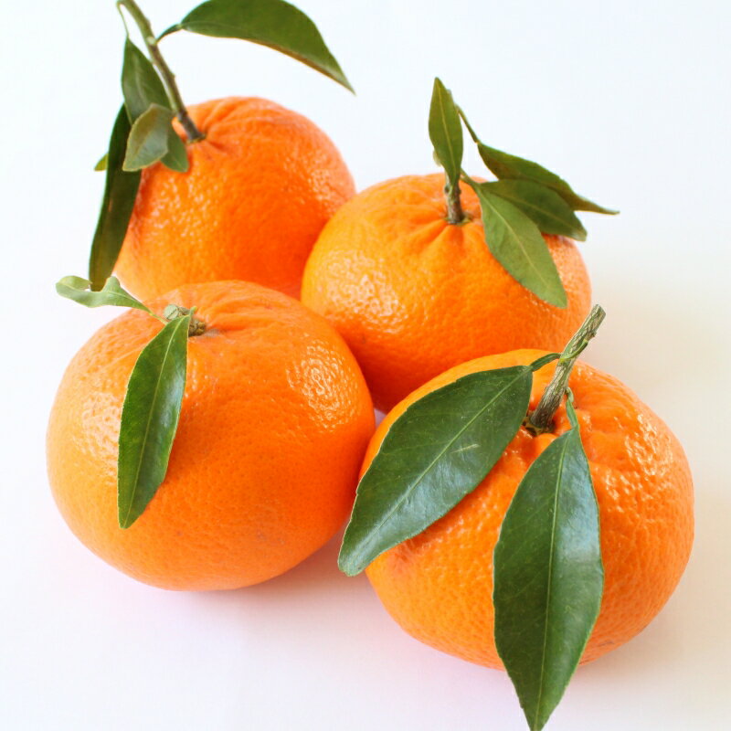 【ふるさと納税】 ＜先行予約＞麗紅【秀品】5kg ※2026年2月下旬～3月中旬頃に順次発送予定【期間限定・数量限定】 / 柑橘 季節限定 お取り寄せ 産地直送 贈答品 ギフト 果物 フルーツ 田辺市 和歌山県 サムネイル3