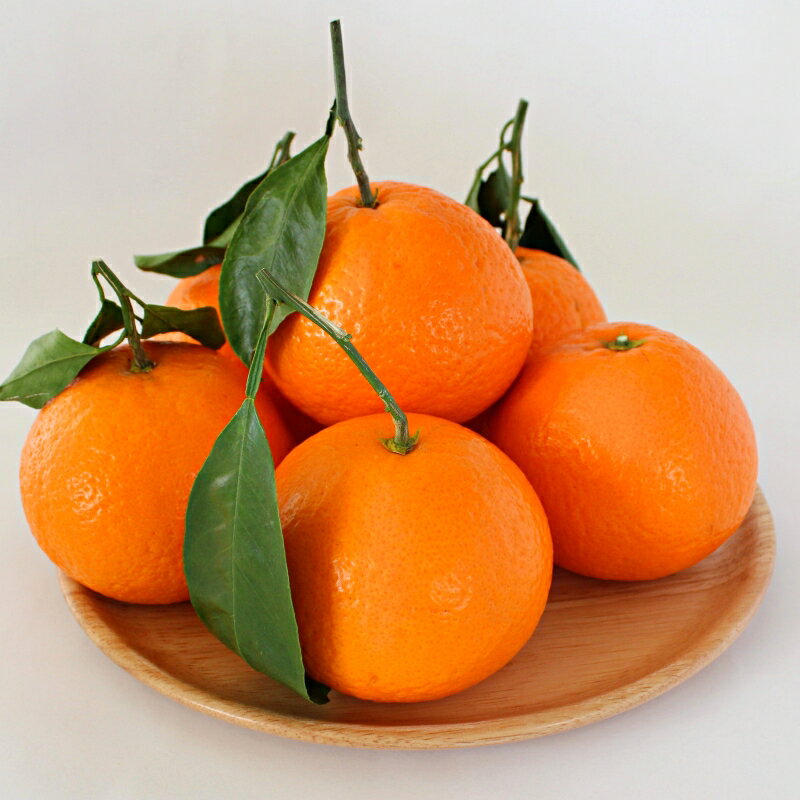 【ふるさと納税】 ＜先行予約＞きよみ【秀品】5kg ※2026年3月中旬～4月中旬頃に順次発送予定【期間限定・数量限定】 / 柑橘 季節限定 お取り寄せ 産地直送 贈答品 ギフト 果物 フルーツ 田辺市 和歌山県 サムネイル2