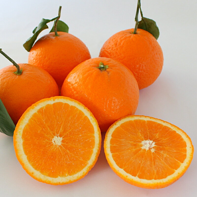 【ふるさと納税】 ＜先行予約＞きよみ【秀品】5kg ※2026年3月中旬～4月中旬頃に順次発送予定【期間限定・数量限定】 / 柑橘 季節限定 お取り寄せ 産地直送 贈答品 ギフト 果物 フルーツ 田辺市 和歌山県 サムネイル3