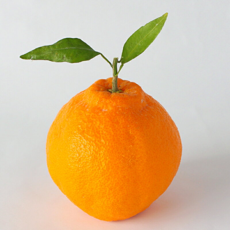 【ふるさと納税】 ＜先行予約＞デコポン【秀品】5kg ※2026年3月上旬～4月上旬頃に順次発送予定【期間限定・数量限定】 / 柑橘 季節限定 お取り寄せ 産地直送 贈答品 ギフト 果物 フルーツ 田辺市 和歌山県 サムネイル3