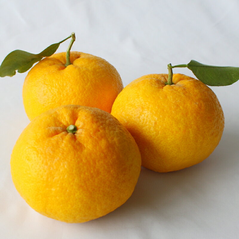 【ふるさと納税】 ＜先行予約＞甘夏【秀品】10kg ※2026年4月中旬～5月中旬頃に順次発送予定【期間限定・数量限定】 / 柑橘 季節限定 お取り寄せ 産地直送 贈答品 ギフト 果物 フルーツ 田辺市 和歌山県 サムネイル2