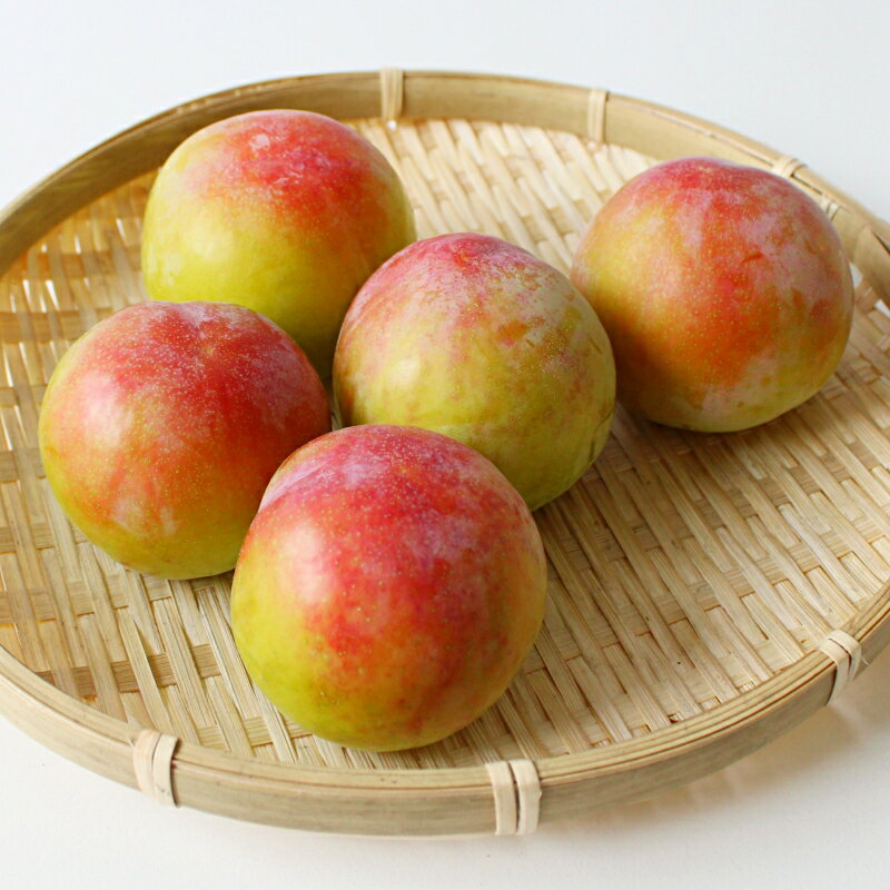 【ふるさと納税】 ＜先行予約＞すもも（サマーエンジェル）4パック ※2026年6月下旬～7月上旬頃に順次発送予定【期間限定・数量限定】 / スモモ プラム 冷蔵 季節限定 お取り寄せ 産地直送 贈答品 ギフト 果物 フルーツ 田辺市 和歌山県 サムネイル2