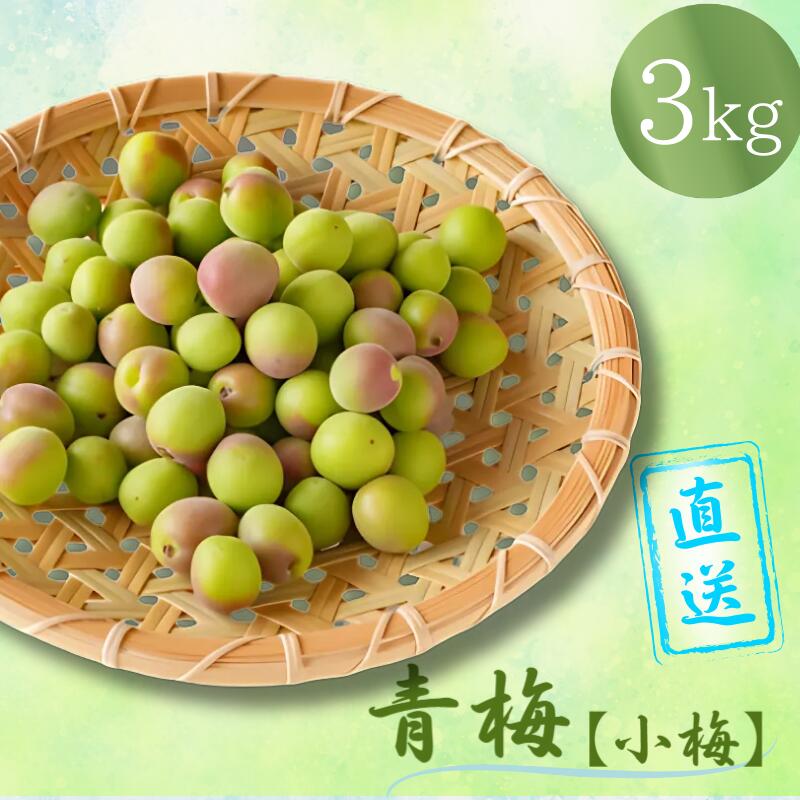 【先行予約】 青梅【小梅】 3kg（2026年5月頃から順次発送予定） / 生梅 梅干し 小粒 梅酒 梅ジャム 梅シロップ 産地直送 国産 和歌山