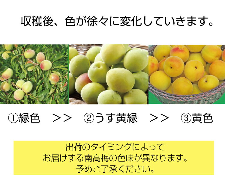 【ふるさと納税】 【梅干し・梅酒用】（2LまたはL−2Kg）熟南高梅＜2026年6月上旬〜7月上旬ごろに順次発送予定＞ (お届け日指定不可) サムネイル3