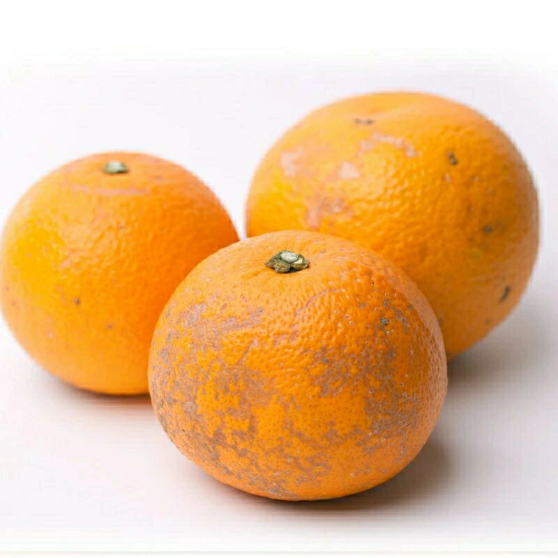 【ふるさと納税】 【先行予約】 家庭用 はっさく 1kg 2.5kg 5kg （傷み補償分）【八朔みかん】【わけあり】＜2026年1月～4月下旬ごろに順次発送予定＞ / 八朔 家庭用八朔 訳アリ みかん くだもの 果物 柑橘 和歌山 有田 有田みかん サムネイル2