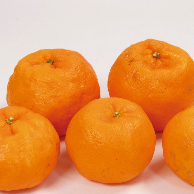 【ふるさと納税】【先行予約】家庭用 ポンカン1kg 2.5kg 5kg（傷み補償分付）＜2026年1月下旬～2月下旬に順次発送＞ ※北海道・沖縄への配送不可 / みかん 果物 フルーツ柑橘 ぽんかん 和歌山 有田みかん 和歌山 くだもの 訳あり 訳アリ サムネイル2