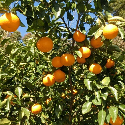 【ふるさと納税】 【先行予約】訳あり ご家庭用 完熟木なりハッサクみかん 10kg（M〜3Lサイズ）【2026年3月上旬から3月下旬までに順次発送】/ みかん ハッサク 八朔 柑橘 果物 フルーツ 訳あり サムネイル2