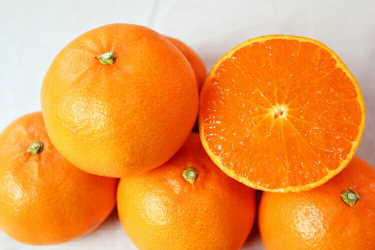 【ふるさと納税】 とろける食感！ジューシー柑橘 せとか 約3kg【予約】※2026年2月下旬頃〜2026年3月下旬頃発送(お届け日指定不可) サムネイル3