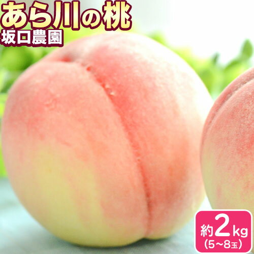 あら川の桃 秀品 約2kg(5~8玉) 坂口農園《2026年6月下旬-7月下旬頃より出荷予定》 和歌山県 紀の川市 桃 もも モモ 白鳳 日川白鳳 紀の里白鳳 清水白桃 川中島白桃 なつっこ 月あかり 黄金桃 あら川の桃 送料無料