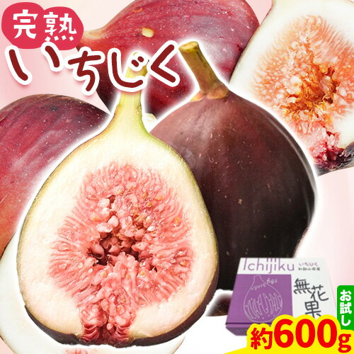 旬の味覚をお試しで! 完熟いちじく 約600g (300g×2パック) パック いちじく イチジク 無花果 JAわかやま 紀の里地域本部《2026年9月上旬-10月中旬頃出荷》 和歌山県 紀の川市 青果物 果物 くだもの フルーツ スイーツ