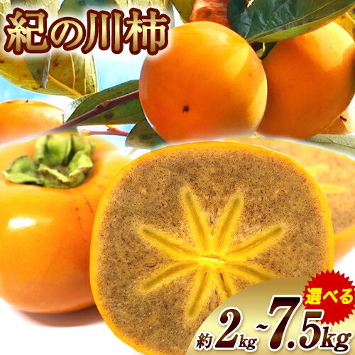 紀の川柿 選べる 内容量 約2kg 4-9玉 約4kg 8-19玉 約7.5kg 24-36玉 岸武青果株式会社《10月中旬-12月中旬頃出荷》 和歌山県 紀の川市 柿 カキ かき 黒ゴマ蜜柿 果物 フルーツ 送料無料