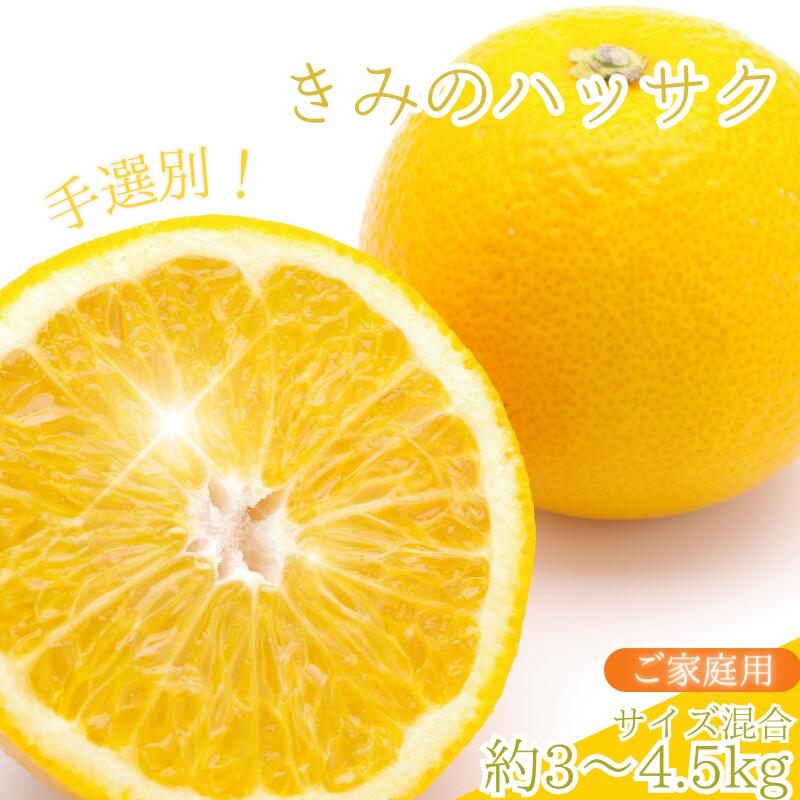 新鮮！はじける食感！「きみのハッサク」約3kg(10~13個程度)～4.5kg(14~17個程度) サイズ L~2L ご家庭用(秀優混合) 《 レビューキャンペーン 実施中 ! 》/八朔 柑橘 和歌山県 手選別