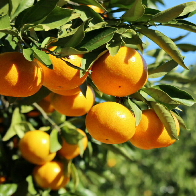 【ふるさと納税】《 レビューキャンペーン 実施中 ! 》【先行予約】S～2L サイズおまかせ 紀美野町産 貯蔵みかん 5kg～10kg【2025年1月中旬～2月下旬に順次発送致します。】 サムネイル2