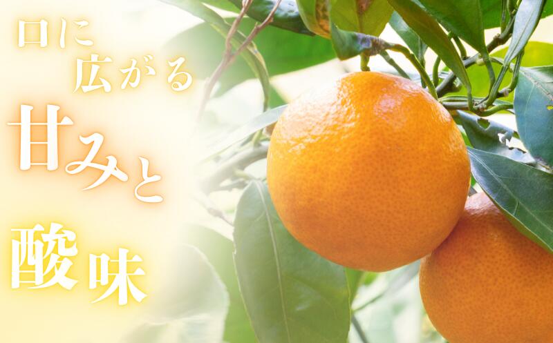 【ふるさと納税】 みかん 秀品 「紅娘」 山下紅早生 1kg 3kg 5kg 10kg 7000円 10000円 14000円 24000円【S~2Lサイズおまかせ】【2025年11月下旬～2025年12月中旬までに順次発送】＜味好農園＞《 レビューキャンペーン 実施中 ! 》/みかん 柑橘 温州みかん 和歌山県 有機 サムネイル2