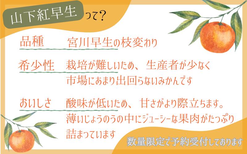 【ふるさと納税】 みかん 秀品 「紅娘」 山下紅早生 1kg 3kg 5kg 10kg 7000円 10000円 14000円 24000円【S~2Lサイズおまかせ】【2025年11月下旬～2025年12月中旬までに順次発送】＜味好農園＞《 レビューキャンペーン 実施中 ! 》/みかん 柑橘 温州みかん 和歌山県 有機 サムネイル3