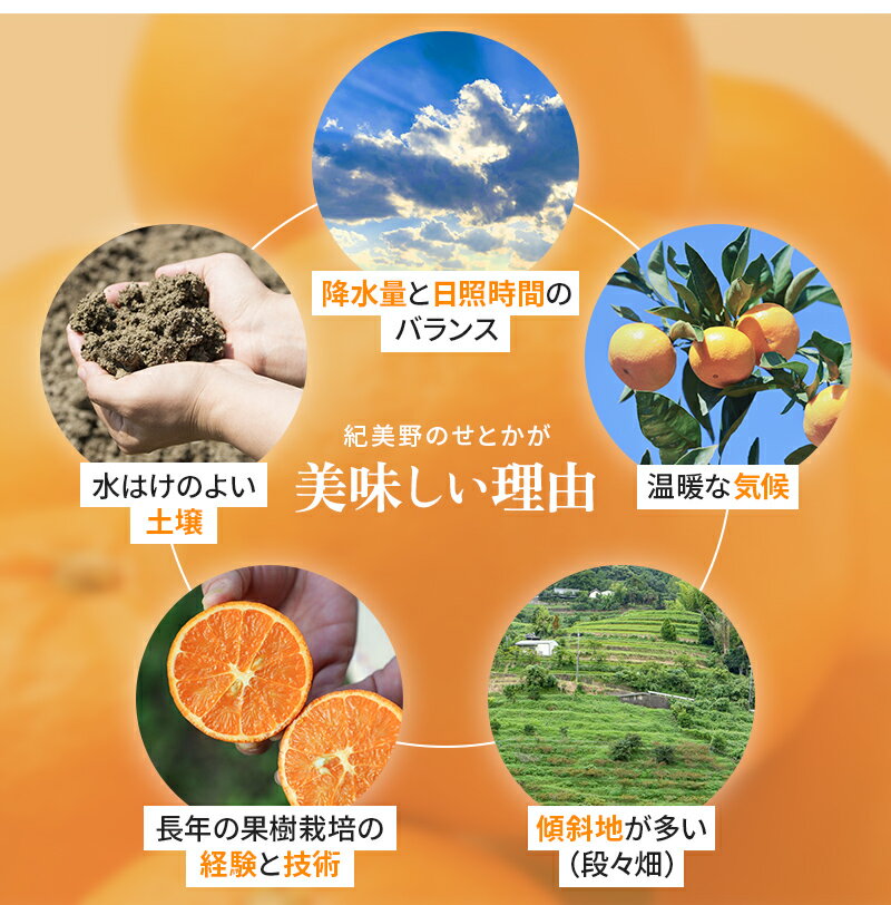 【ふるさと納税】 せとか 3kg 秀品 ╲地元で大人気 ! ／ 【M～2Lサイズ混合】【先行予約・数量限定】【2026年3月中旬から2026年3月下旬頃に順次発送】〈味好農園〉《 レビューキャンペーン 実施中 ! 》 /ミカン 柑橘 フルーツ くだもの 甘い ジューシー 果汁があふれる サムネイル3