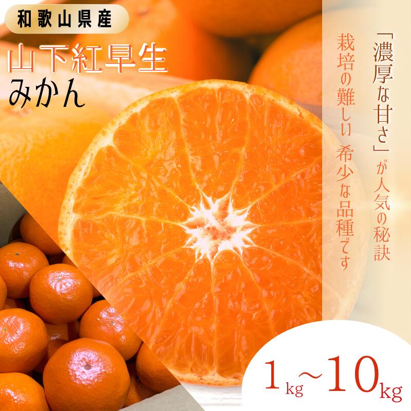 みかん 秀品 「紅娘」 山下紅早生 1kg 3kg 5kg 10kg 7000円 10000円 14000円 24000円【S~2Lサイズおまかせ】【2025年11月下旬～2025年12月中旬までに順次発送】＜味好農園＞《 レビューキャンペーン 実施中 ! 》/みかん 柑橘 温州みかん 和歌山県 有機