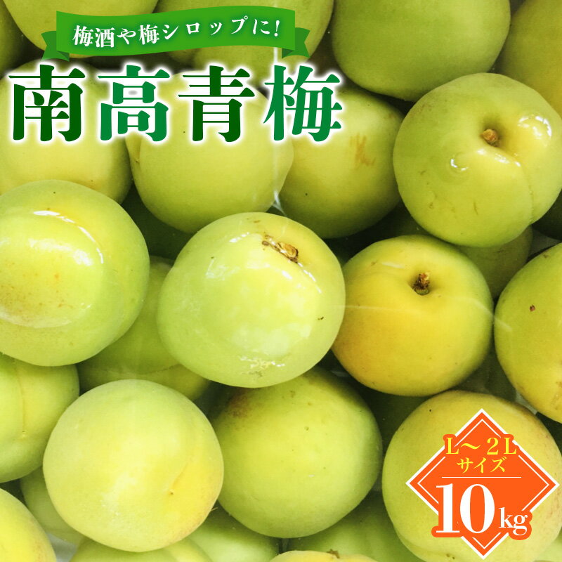 梅 青梅 紀州 南高青梅 10kg L～2Lサイズおまかせ 紀美野町産 【JAながみね】【2025年6月中旬より順次発送致します。】/ 梅 紀州南高梅 和歌山県産 梅干し 梅酒 梅シロップ 梅ジュース