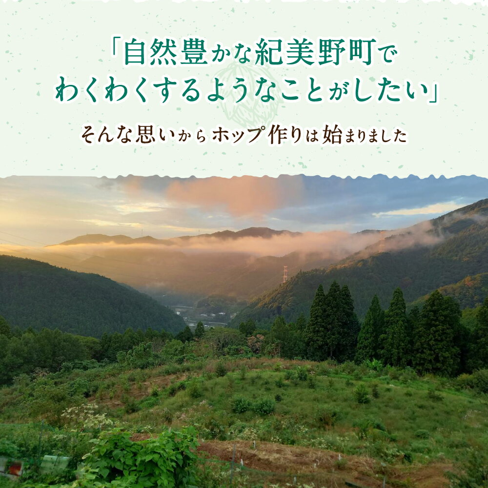 【ふるさと納税】紀美野町産ホップ100%使用！ きみのホップ 24本入り / ビール 地ビール ホップ 国産 さわやか 晩酌 パーティ 飲み会 和歌山県 紀美野町 サムネイル2