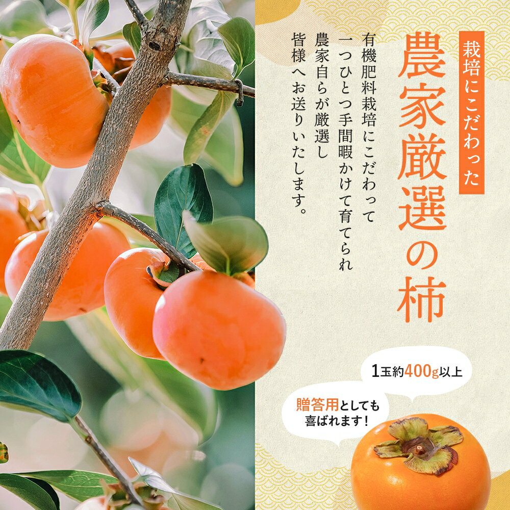 【ふるさと納税】希少な柿【輝太郎】大玉6個～7個 コクのある甘さ！こだわり農家厳選【2026年9月末～10月末頃順次発送】 / 柿 かき 果物 フルーツ 輝太郎 デザート おやつ 和菓子 菓子 お菓子 和歌山産 和歌山県産 サムネイル3