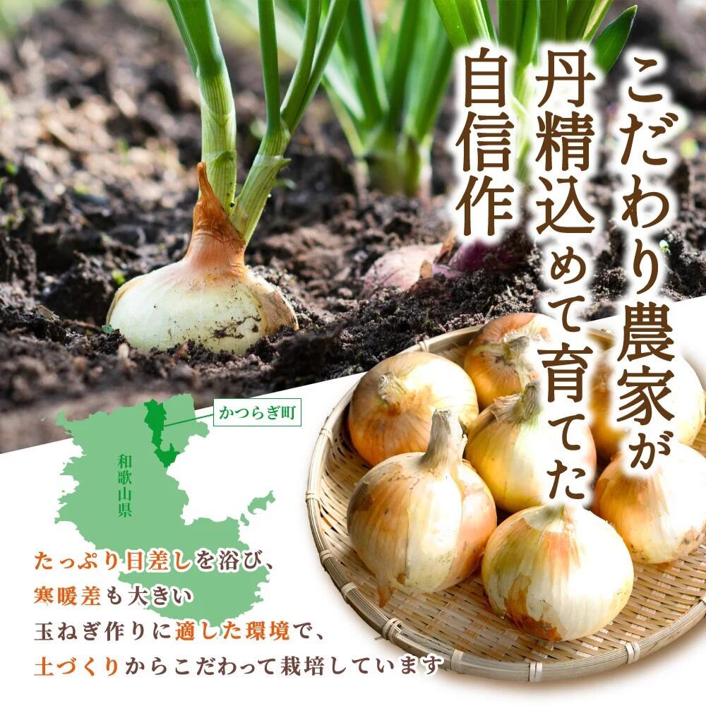 【ふるさと納税】【先行予約】和歌山県産新玉ねぎ約10kg　Lサイズ 約25個入り　こだわり農家厳選！【2026年4月末頃～6月中旬に発送予定】人気 おすすめ オニオン スープ サラダ 国産 野菜 新鮮 ビッグサイズ 大きい BBQ - 画像3