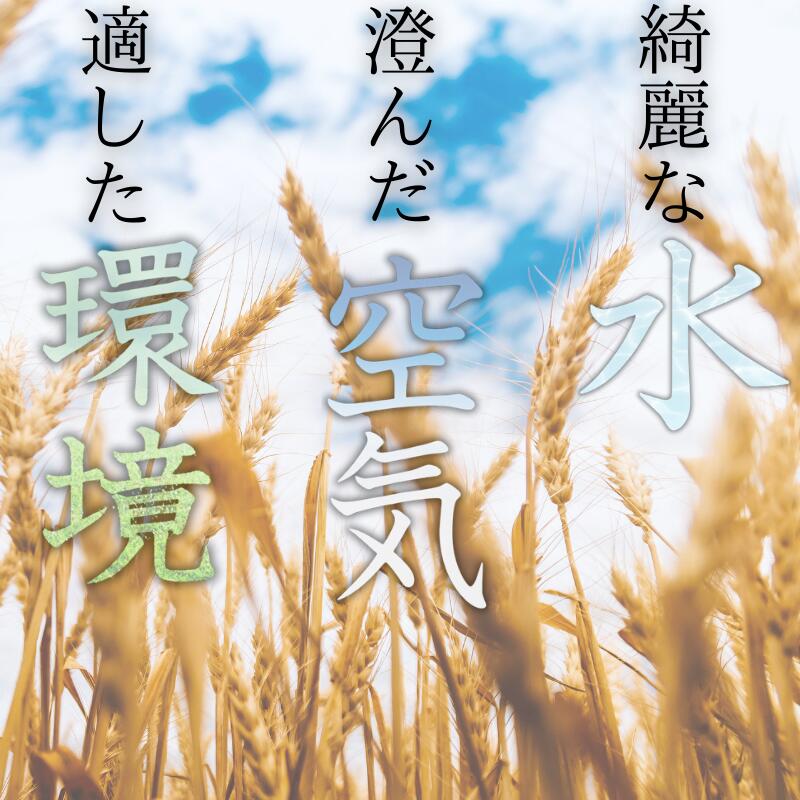 【ふるさと納税】 和歌山県産 キヌヒカリ 選べる容量 (2025年産) 5kg 10kg 産地直送 ※9月中旬より順次発送予定 / 米 こめ ご飯 ごはん 白米 弁当 精米 和歌山 国産 厳選 - 画像3