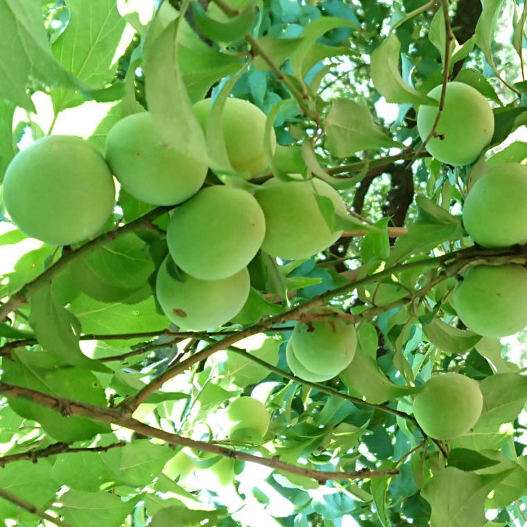 【ふるさと納税】【選べる容量】【和歌山名産】南高梅 約3kg または 約5kg（サイズ混合） ※2026年6月上旬～2026年6月下旬頃に順次発送 / 南高梅 青梅 生梅 完熟 梅干し 和歌山県 紀州 梅酒 梅ジュース 梅シロップ サムネイル2