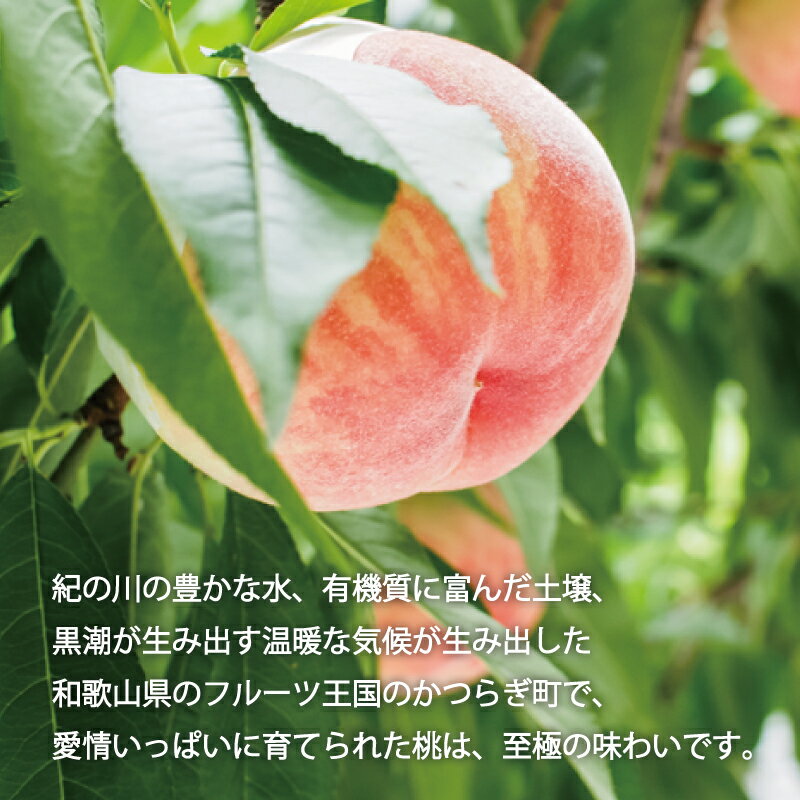 【ふるさと納税】【選べる容量】和歌山の桃 秀品 【選べる容量】 ※2026年6月下旬～2026年8月上旬頃順次発送(お届け日指定不可) /もも モモ 桃 フルーツ 果物 人気 旬 サムネイル2