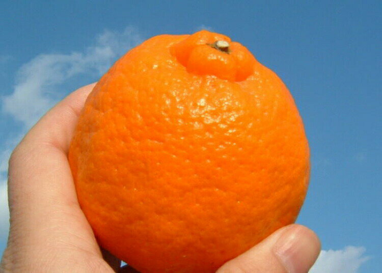 【ふるさと納税】ポンカン 【選べる容量】 /サイズおまかせ ※2026年1月下旬～2026年2月下旬頃に順次発送予定(お届け日指定不可) 紀伊国屋文左衛門本舗 / みかん 蜜柑 オレンジ 柑橘 先行予約 サムネイル3