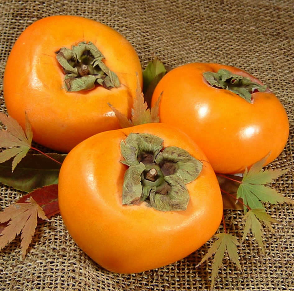 和歌山の 種なし 柿 約7.5kg【秀品：サイズ・品種おまかせ】和歌山県産/紀伊国屋文左衛門本舗　※2025年9月下旬～2025年11月下旬頃に順次発送予定(お届け日指定不可) / 果物 くだもの フルーツ