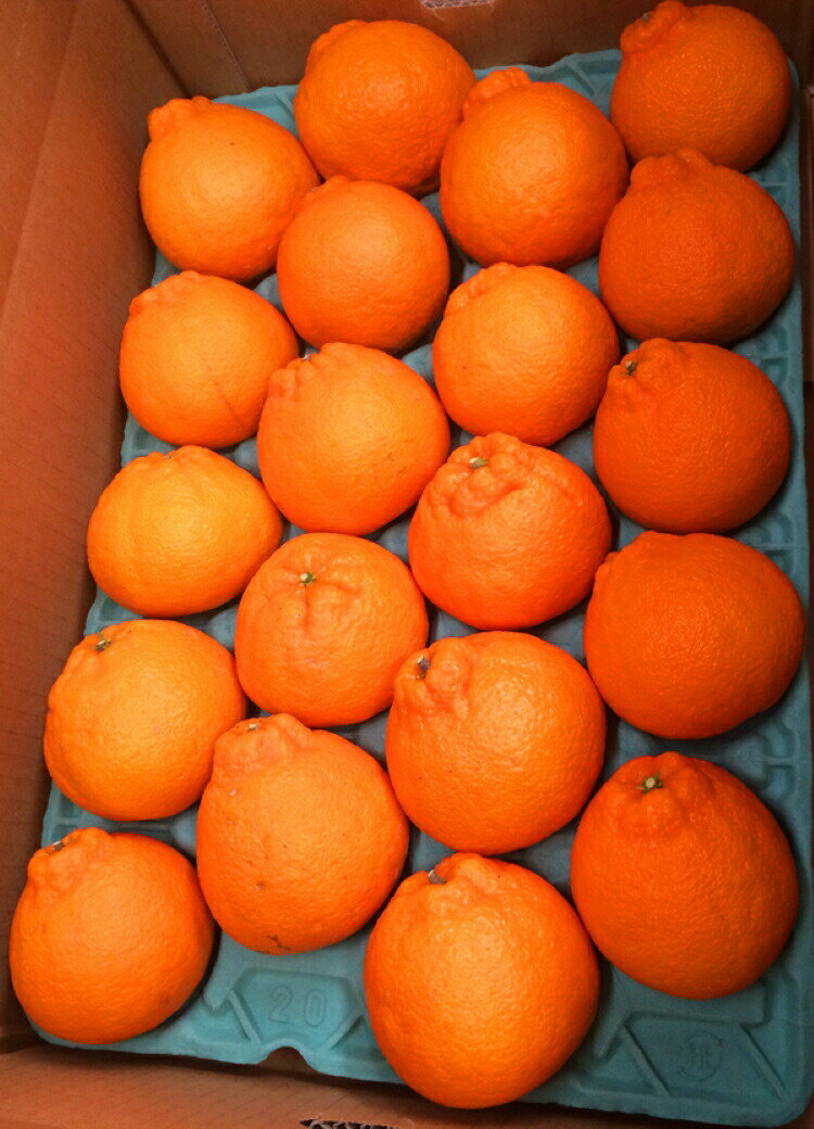 【ふるさと納税】高級ブランド田村の完熟紀州デコ(不知火)　※2026年2月下旬頃〜2026年3月中旬頃に順次発送予定(お届け日指定不可) / 完熟 デコ 高級 不知火 田村 サムネイル3