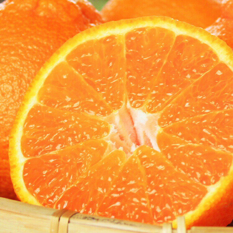 果肉プリプリ♪　完熟紀州デコ(不知火) 【選べる容量】 ＜2026年2月下旬頃〜2026年3月中旬頃に順次発送＞ （お届け日指定不可） / 不知火 みかん 柑橘類 先行予約 人気