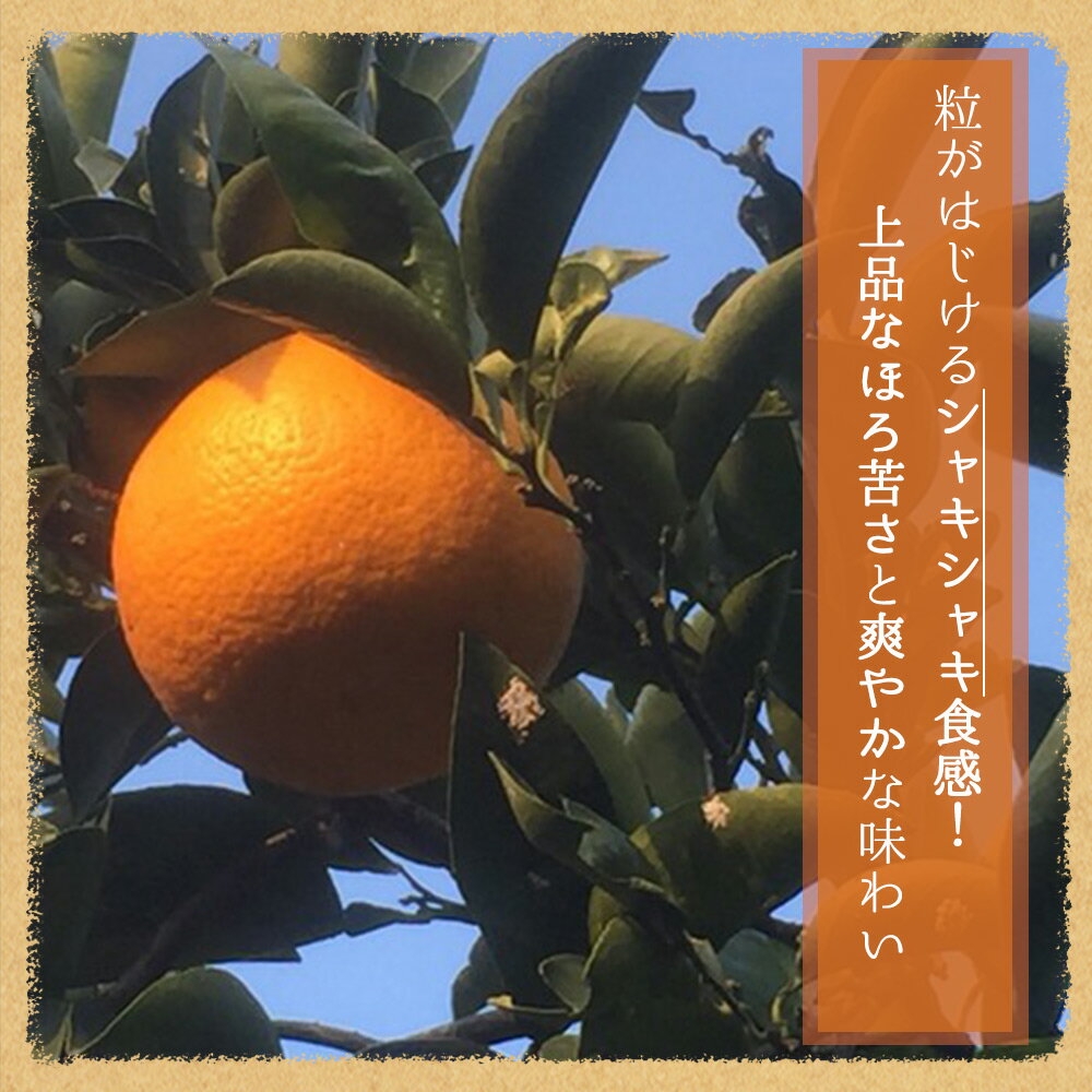 【ふるさと納税】果肉プリプリ♪　完熟紀州デコ(不知火) 約3kg ＜2026年2月末頃〜2026年3月中旬頃に順次発送＞ （お届け日指定不可） / 不知火 みかん 柑橘類 先行予約 人気 サムネイル2