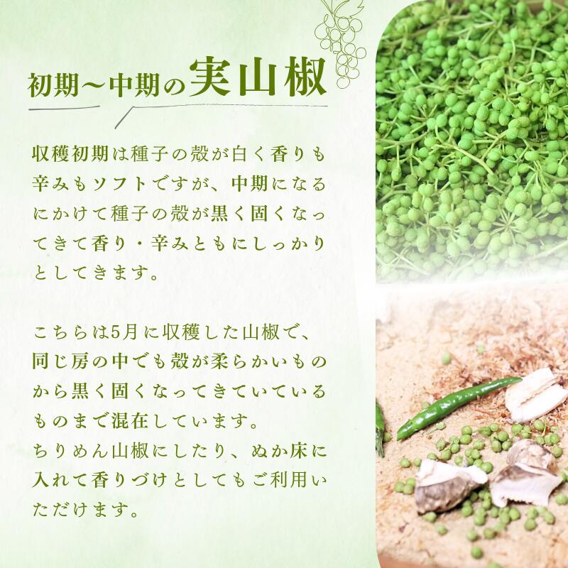 【ふるさと納税】冷凍ぶどう山椒 250g / 山椒 さんしょう 香辛料 調味料 薬味 冷凍 ぶどう山椒 生山椒 和歌山県 紀美野町 生実山椒 サムネイル3