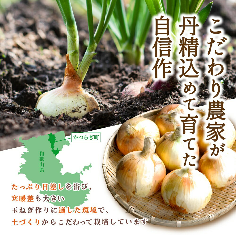 【ふるさと納税】 和歌山県産新玉ねぎ約10kg　Lサイズ 約25個入り　こだわり農家厳選！【2026年4月末頃～6月中旬に発送予定】人気 おすすめ たまねぎ 玉ねぎ 玉葱 タマネギ オニオン スープ サラダ 国産 野菜 新鮮 ビッグサイズ 大きい BBQ - 画像3