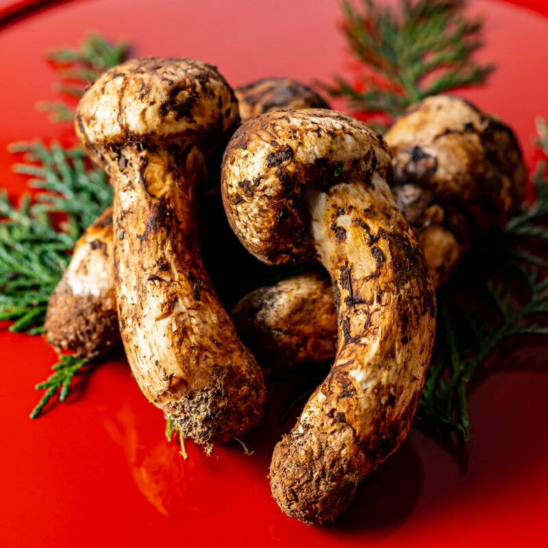 和歌山県産 香り高く希少な国産 松茸 約300g【2026年10月中旬頃～11月中旬頃に順次発送】【OKT2】 | 野菜 やさい 食品 人気 おすすめ 送料無料