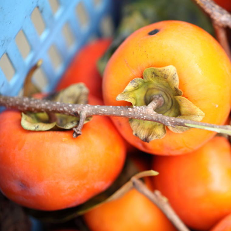 【ふるさと納税】 【訳あり・ご家庭用】和歌山産富有柿 約7.5kg【2026年11月上旬〜12月中旬頃順次発送】【TM6】 | 柿 果物 くだもの フルーツ 期間限定 数量限定 大容量 人気 おすすめ お取り寄せ グルメ 先行予約 和歌山県 かつらぎ町 - 画像3