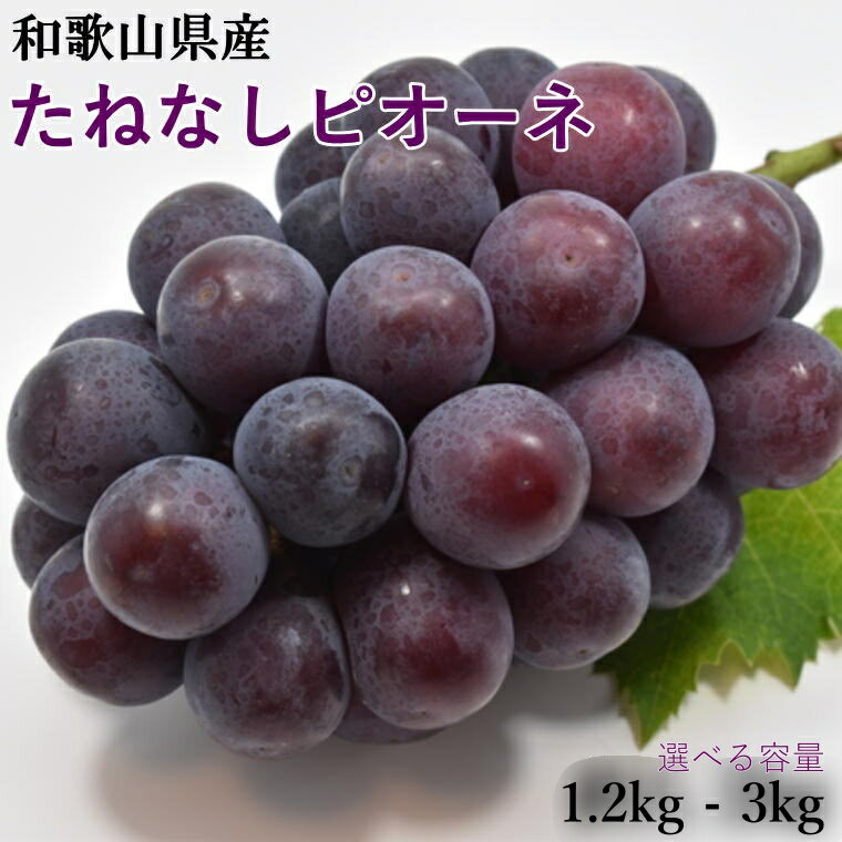 【新鮮・産直】和歌山かつらぎ町産たねなしピオーネ約1.2kg／約2kg／約3kg 【2026年8月中旬～2026年9月中旬頃に順次発送予定】 | フルーツ 果物 くだもの 食品 人気 おすすめ 送料無料