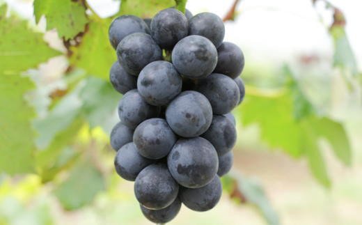 【ふるさと納税】 【新鮮・産直】和歌山かつらぎ町産たねなしピオーネ約1.2kg／約2kg／約3kg 【2026年8月中旬～2026年9月中旬頃に順次発送予定】 | フルーツ 果物 くだもの 食品 人気 おすすめ 送料無料 サムネイル2