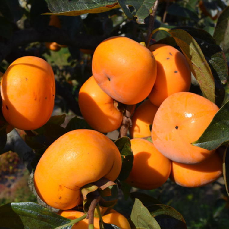 【ふるさと納税】 【訳あり・ご家庭用】【秋の味覚】和歌山産たねなし柿 約7.5kg【2025年9月中旬〜11月上旬頃順次発送予定】【TM11】 サムネイル3