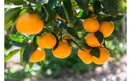 【ふるさと納税】 [秀品]和歌山有田みかん約5kg(SまたはMサイズ) 【2025年11月中旬から2026年1月下旬頃順次発送】【TM97】 サムネイル2