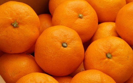 【ふるさと納税】 [秀品]和歌山有田みかん約5kg(SまたはMサイズ) 【2025年11月中旬から2026年1月下旬頃順次発送】【TM97】 サムネイル3