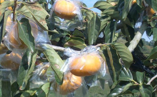 【ふるさと納税】 【希少】紀の川柿約1.8〜2kg（種無し）秀選品【2025年10月中旬〜11月中旬頃順次発送】【TM191】 | 柿 紀の川柿 種無し柿 フルーツ 果物 返礼品 和歌山 サムネイル3