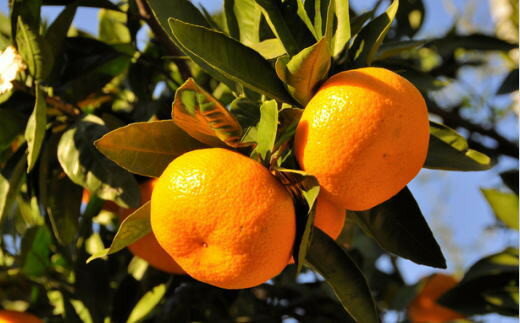 【ふるさと納税】 【産直・秀品】和歌山下津みかん約6kg（2Lサイズ）【2025年11月中旬頃〜2026年1月中旬に順次発送】【TM75】 サムネイル3