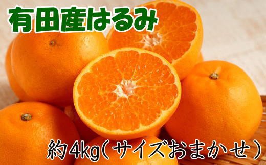 【厳選・濃厚】紀州有田産のはるみ約4kg(サイズおまかせ) 【2026年1月下旬～2026年2月中旬頃より順次発送】【TM27】 | フルーツ 果物 くだもの 食品 人気 おすすめ 送料無料